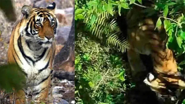tiger.1.3187116.jpg