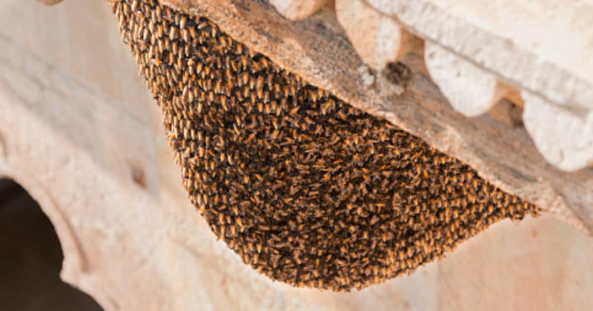wasp-nest_1200x630xt.jpg