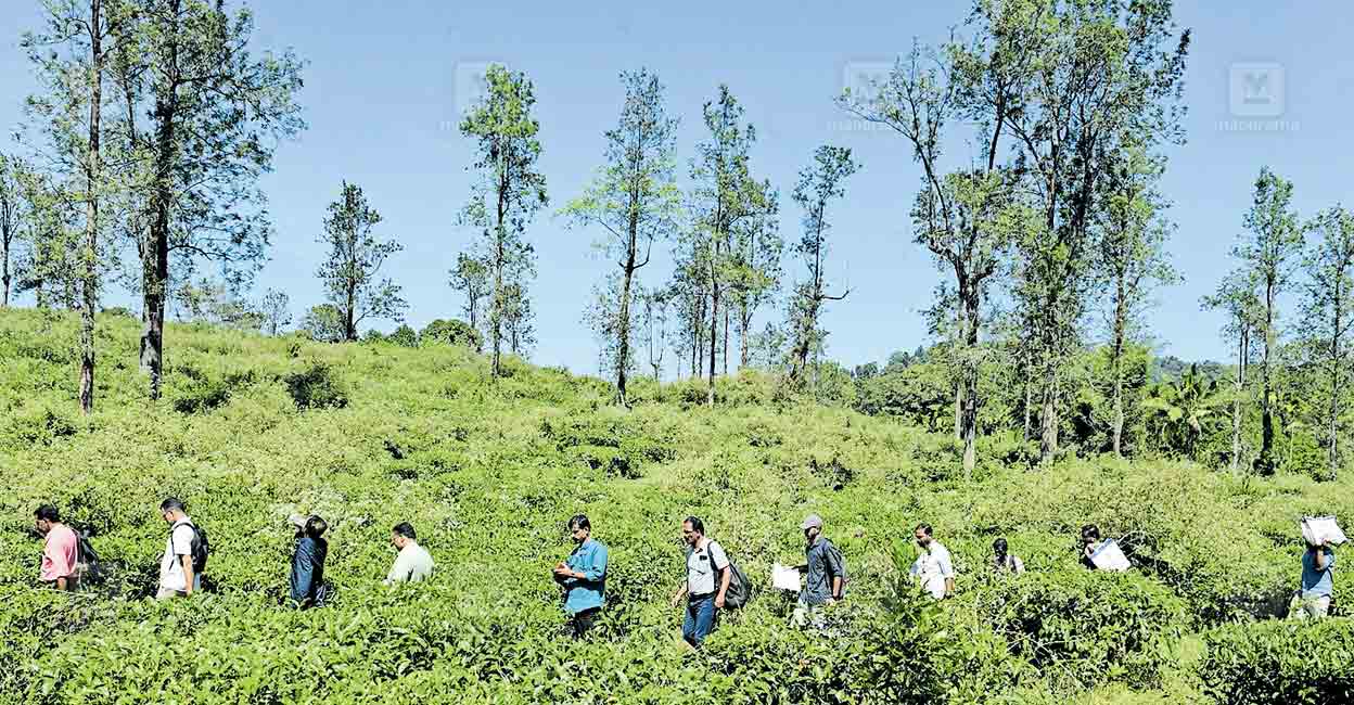 wayanad-officials-survey-elston-estate-townships-to-rehabilitate-mundakkai-chooralmala.jpg