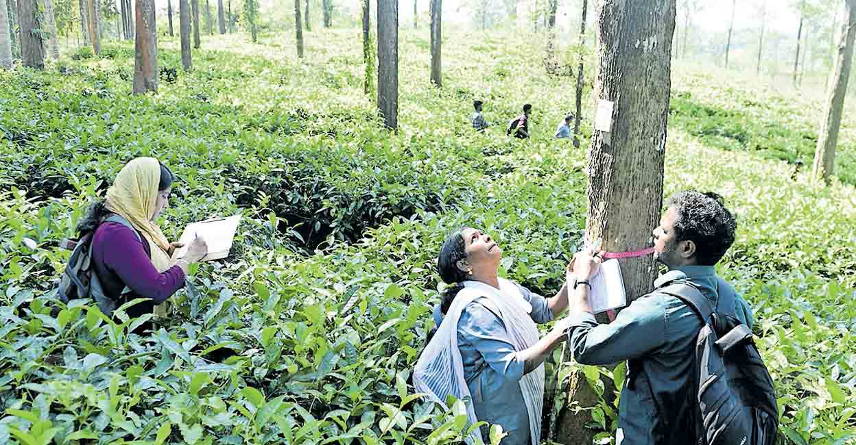 wayanad-survey-elston-estate-townships-to-rehabilitate-mundakkai-chooralmala.jpg