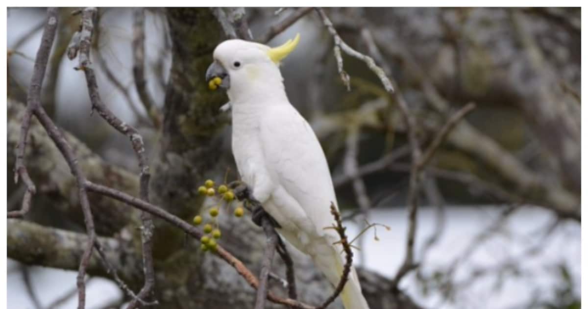 white-cockatoos_1200x630xt.jpg