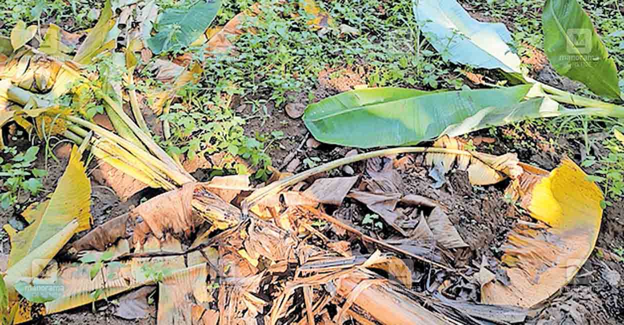 alappuzha-chenganur-crop-damage.jpg