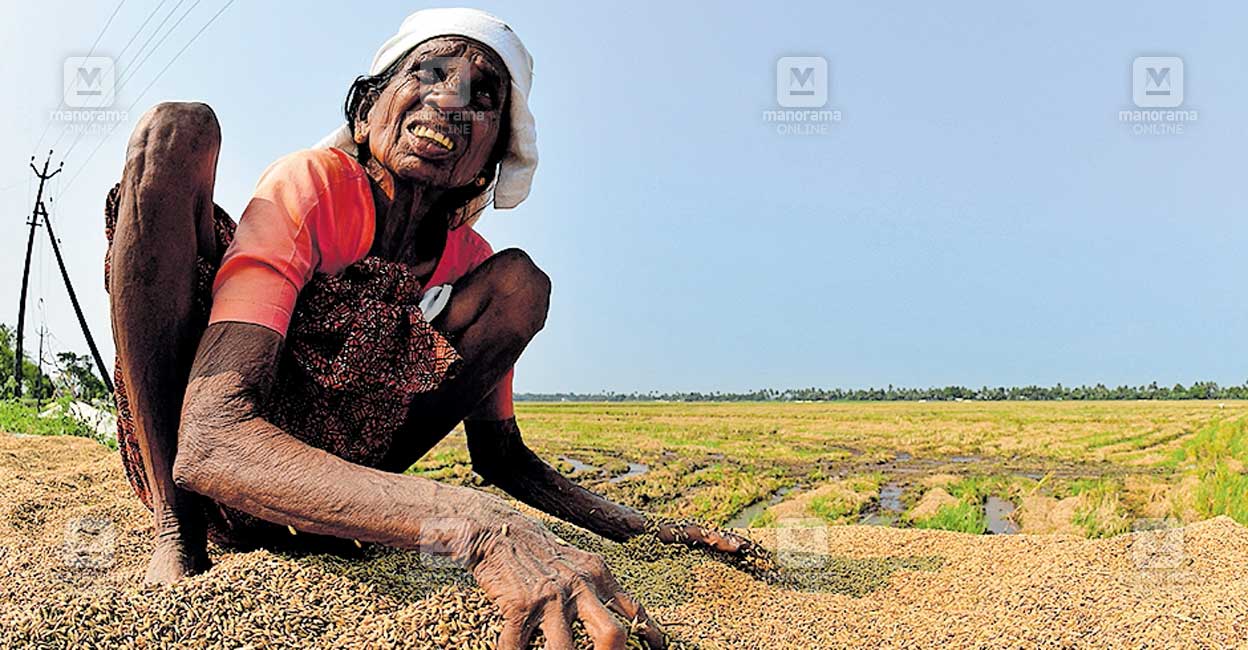 alappuzha-paddy.jpg