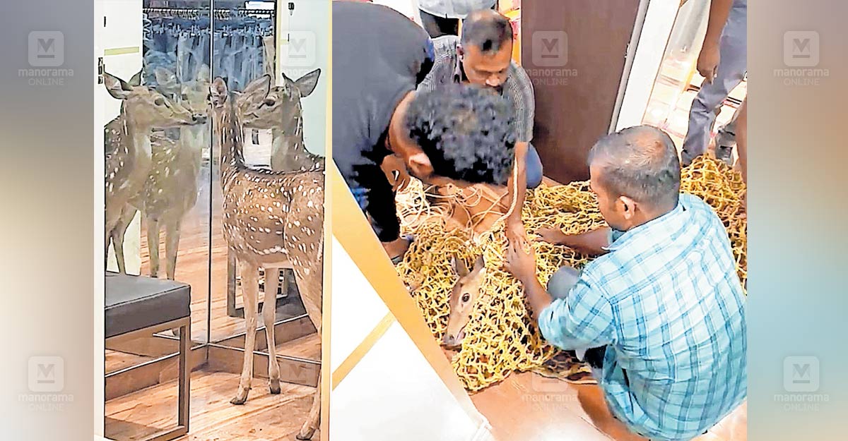 bathery-deer-rescue.jpg