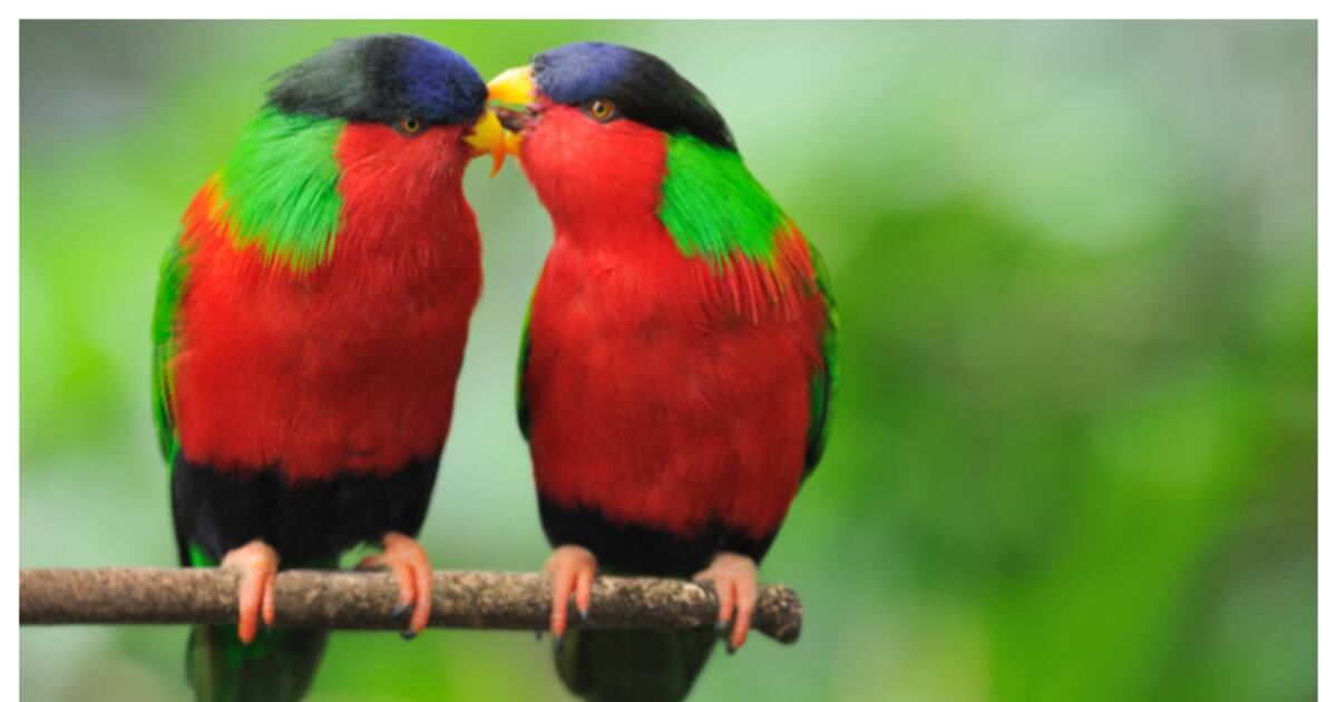 birds_1200x630xt.jpg
