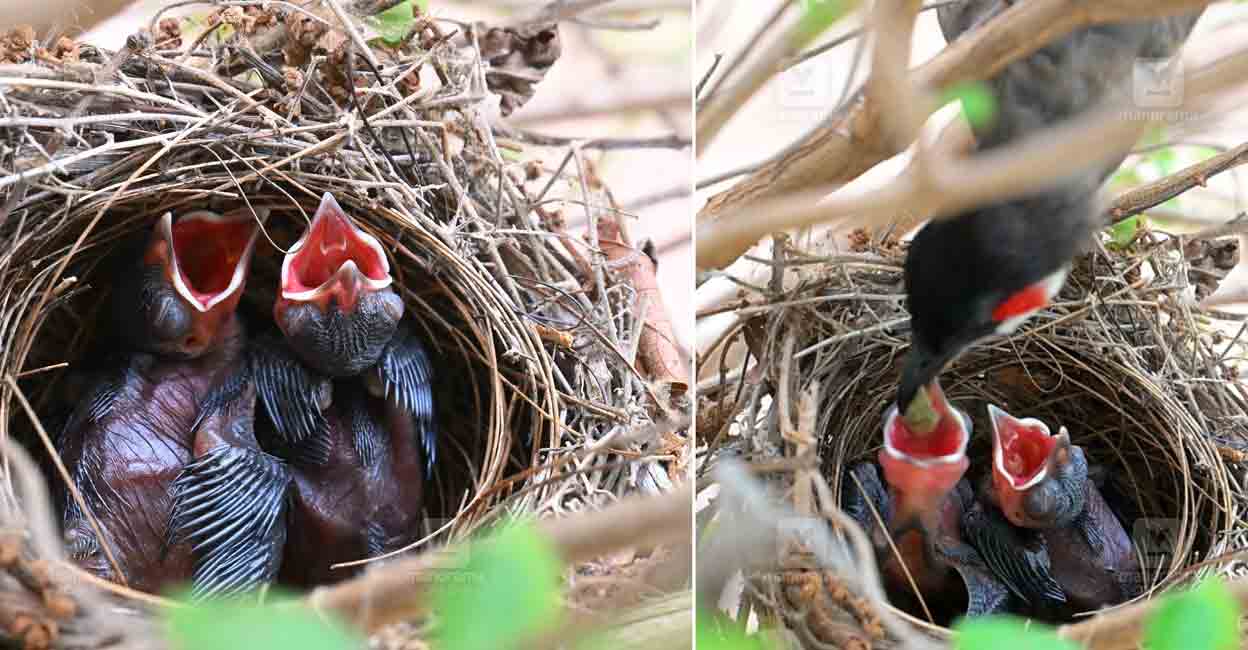 bulbul-chicks-kasaragod-home-1.jpg
