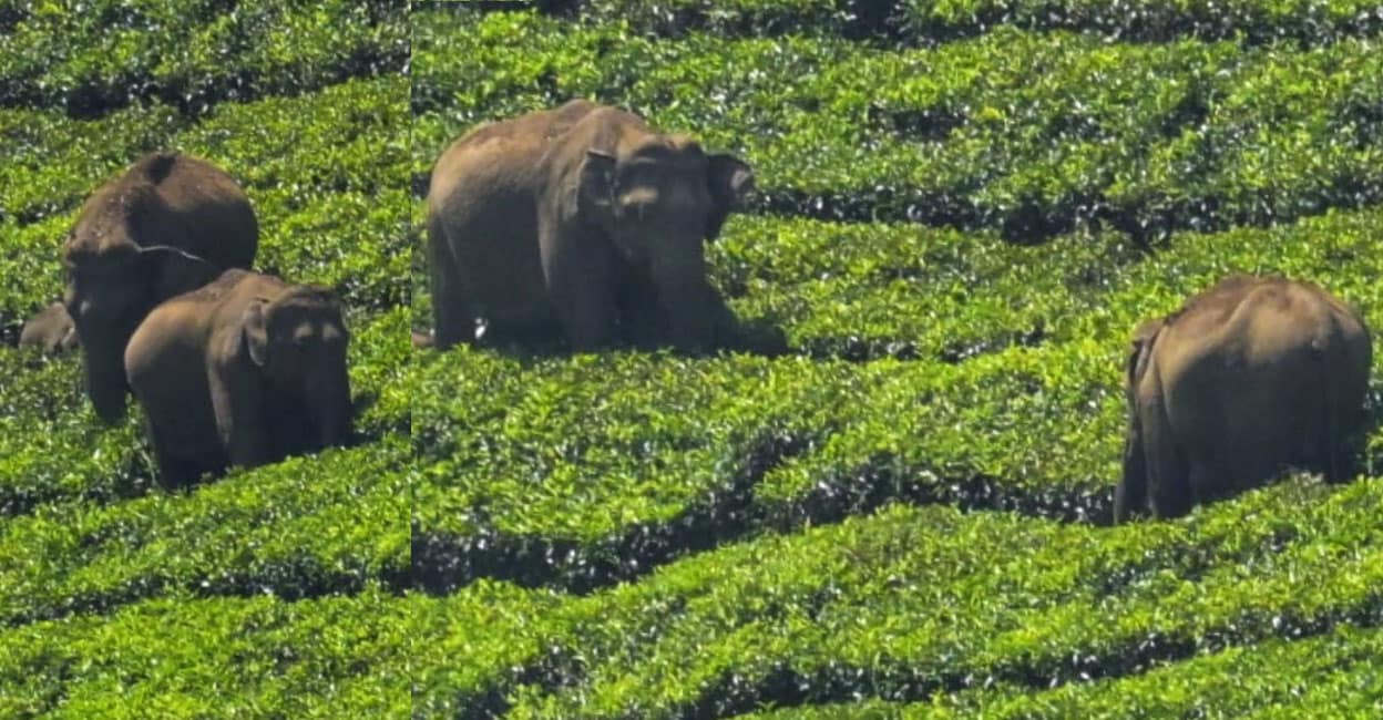 elephants-in-eravikulam.jpg