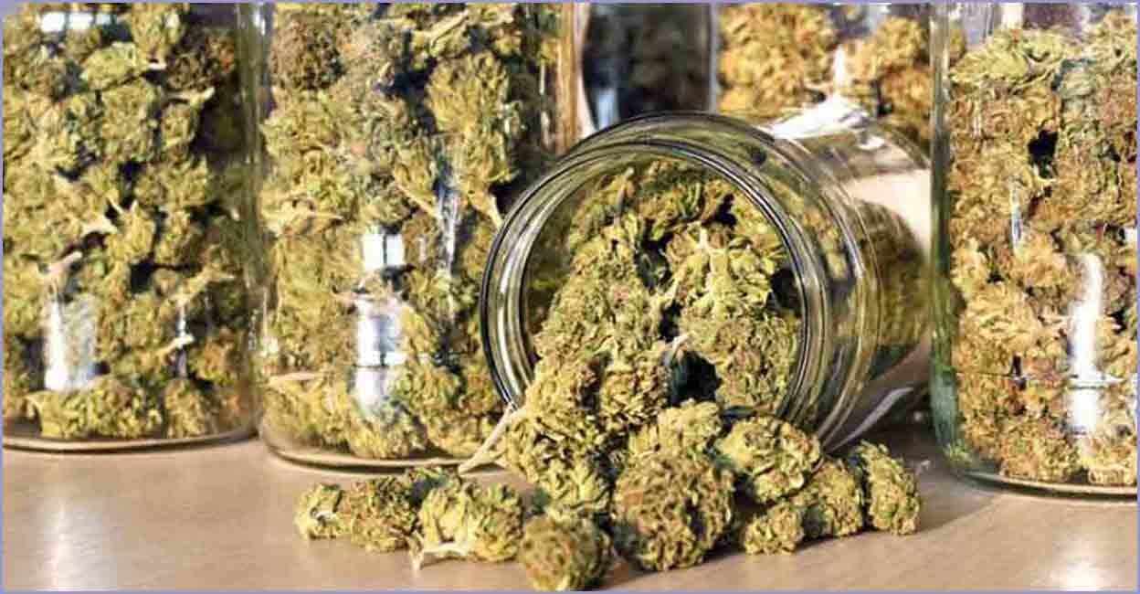 ganja-cannabis-representational-new.jpg