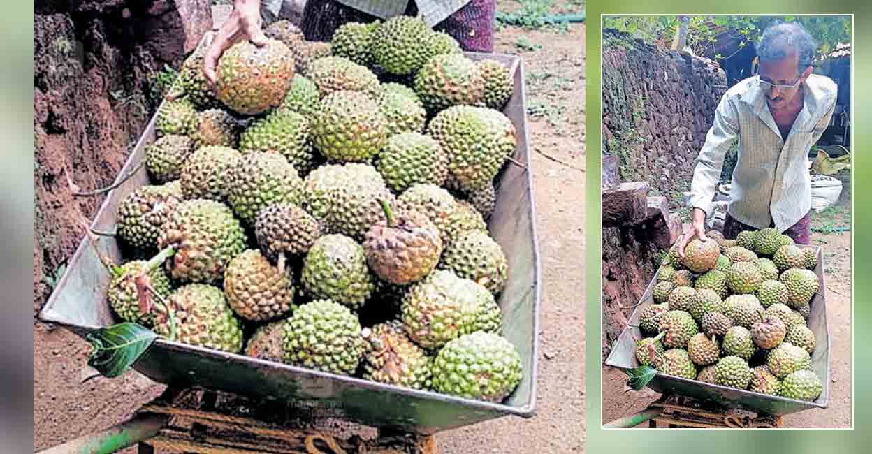 jackfruit-1.jpg