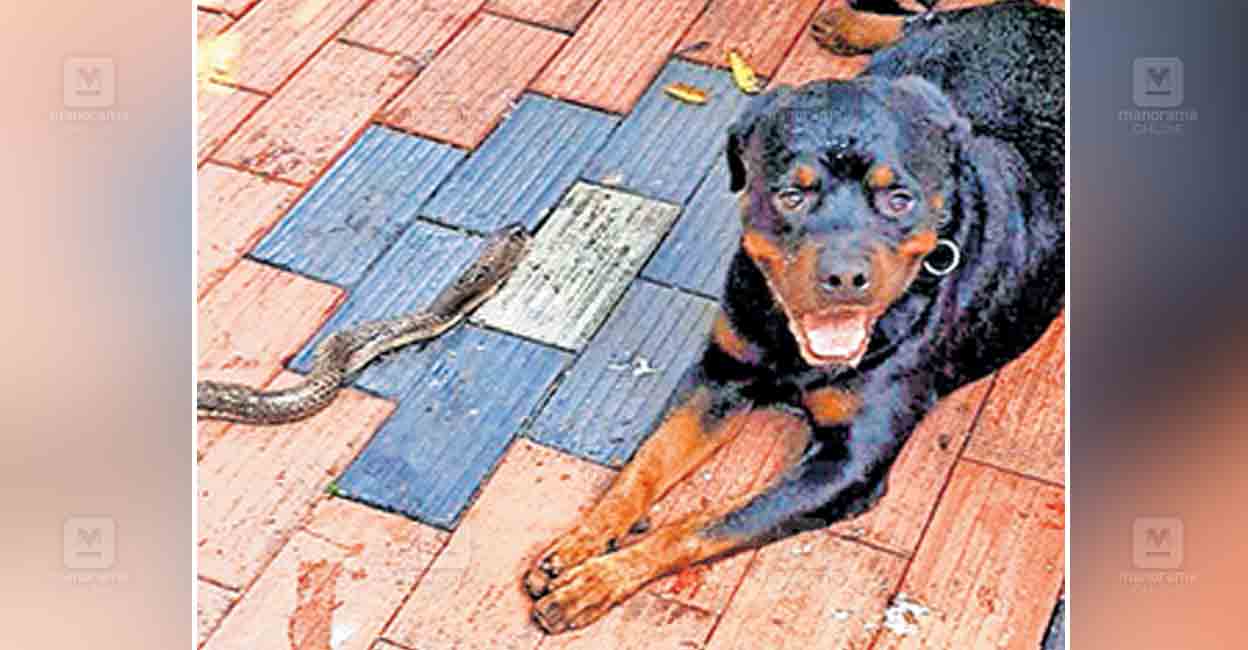 jikki-dog.jpg