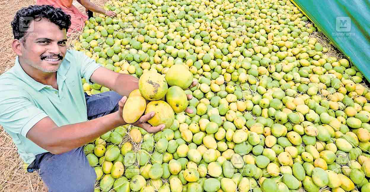 kannur-mangoes.jpg