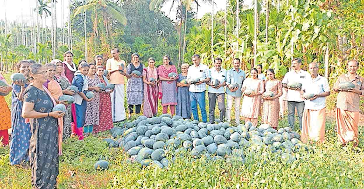 kasargod-kudumbashere-watermelom-crops.jpg