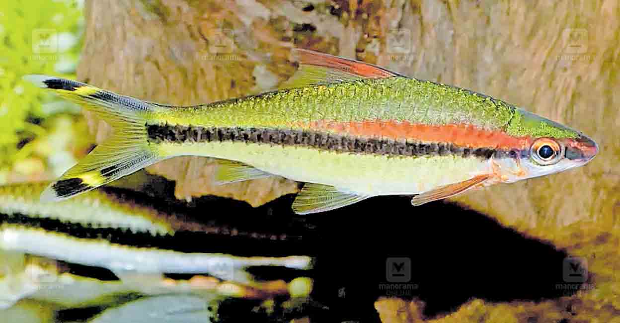 kasargod-miss-kerala-fish.jpg