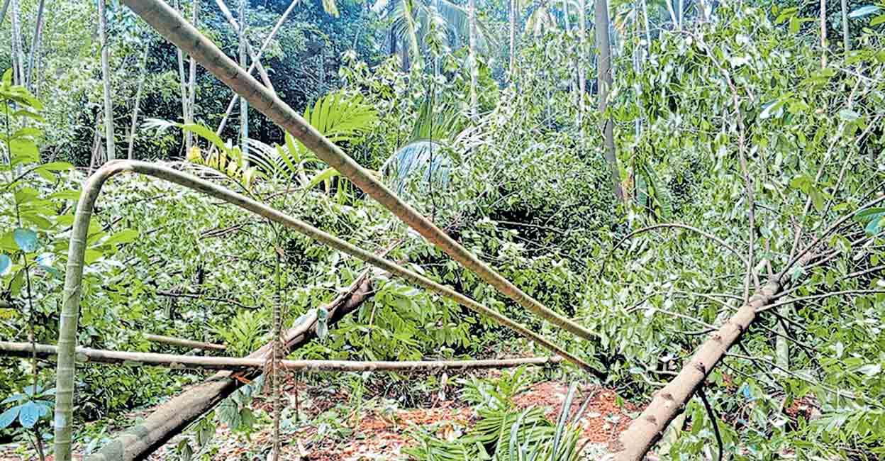 kattakabhal-storm-damage-1.jpg