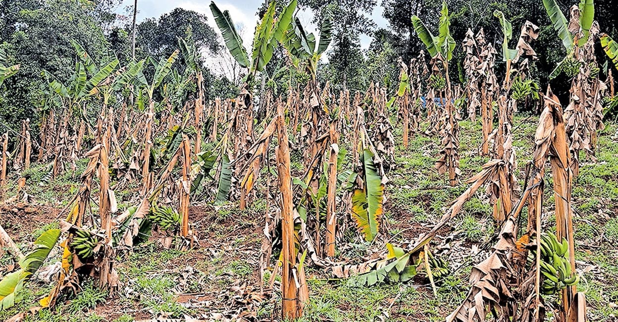 kerala-summer-rain-crop-damage.jpg
