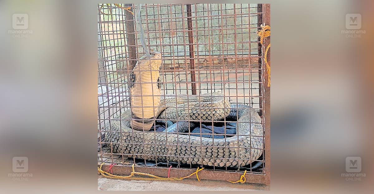 king-cobra-rescue-idukki.jpg