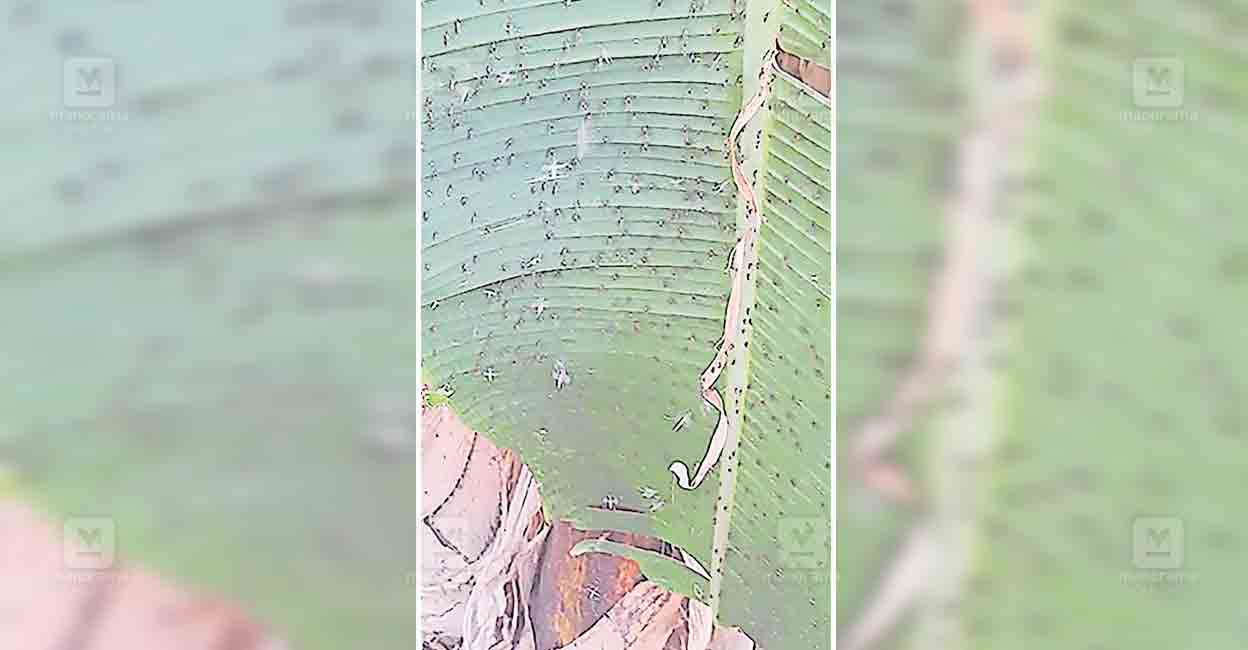 kollam-mosquito-issue-.jpg