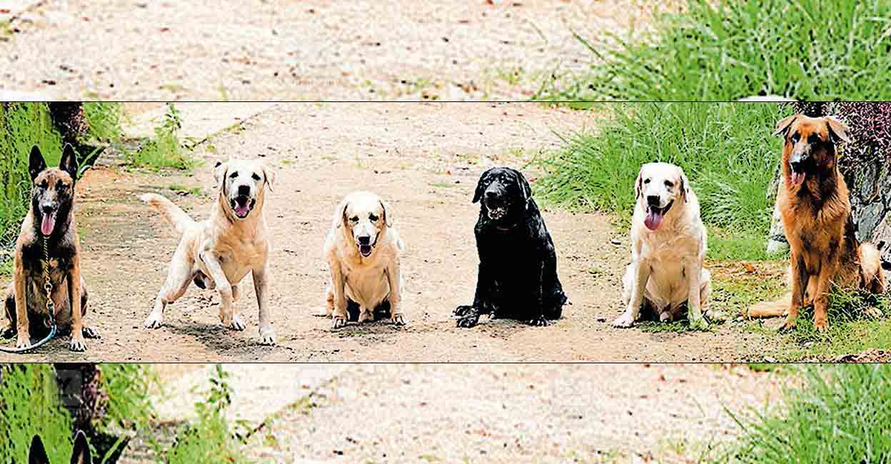 kottayam-police-dogs.jpg