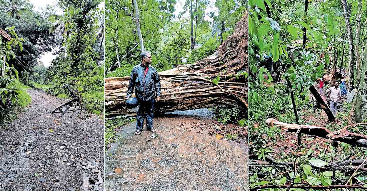kottayam-wind-tree-fall-erumeli.jpg