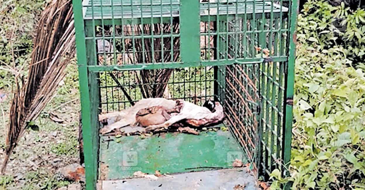 kozhikode-cage.jpg