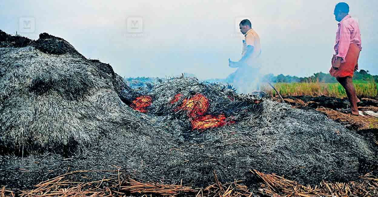 kuttnad-paddy-damage.jpg