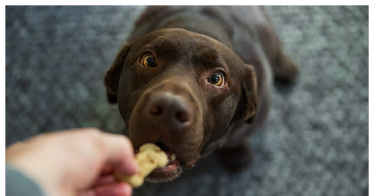 labrador_1200x630xt.jpg