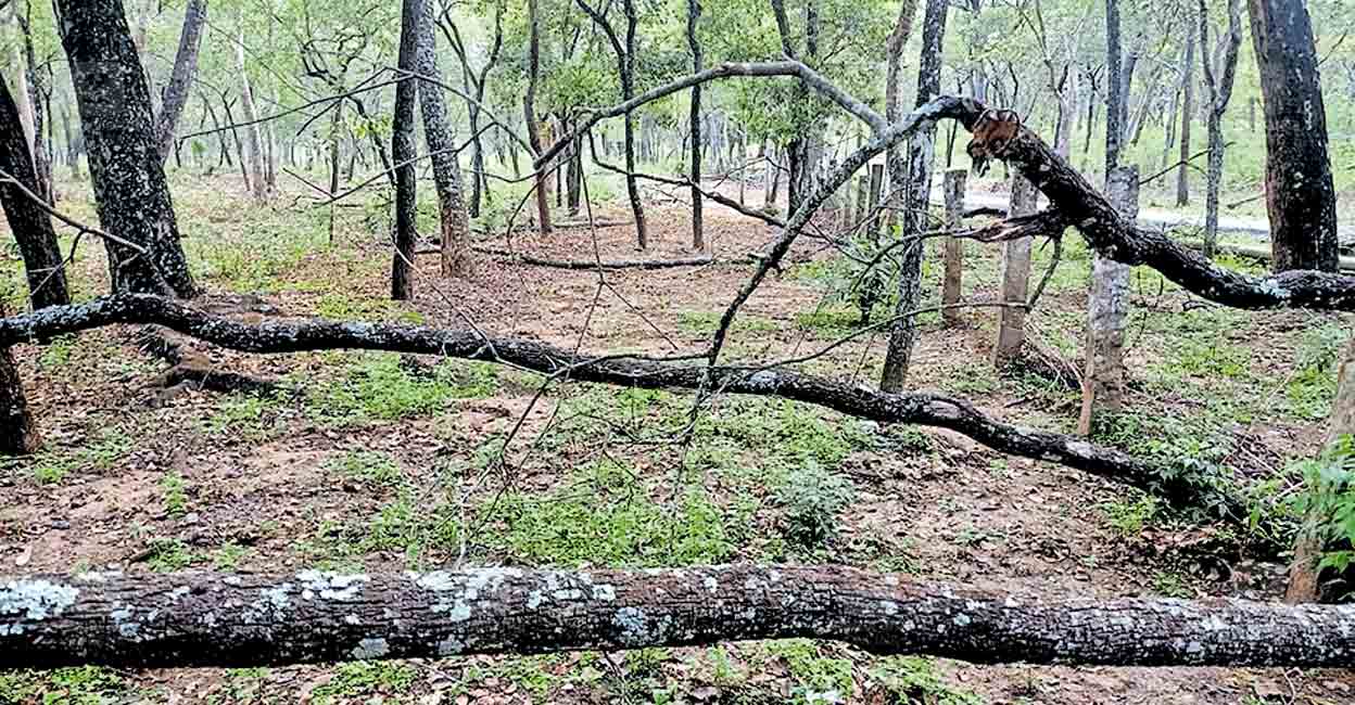 marayoor-sandal-tree-attacked-ox.jpg