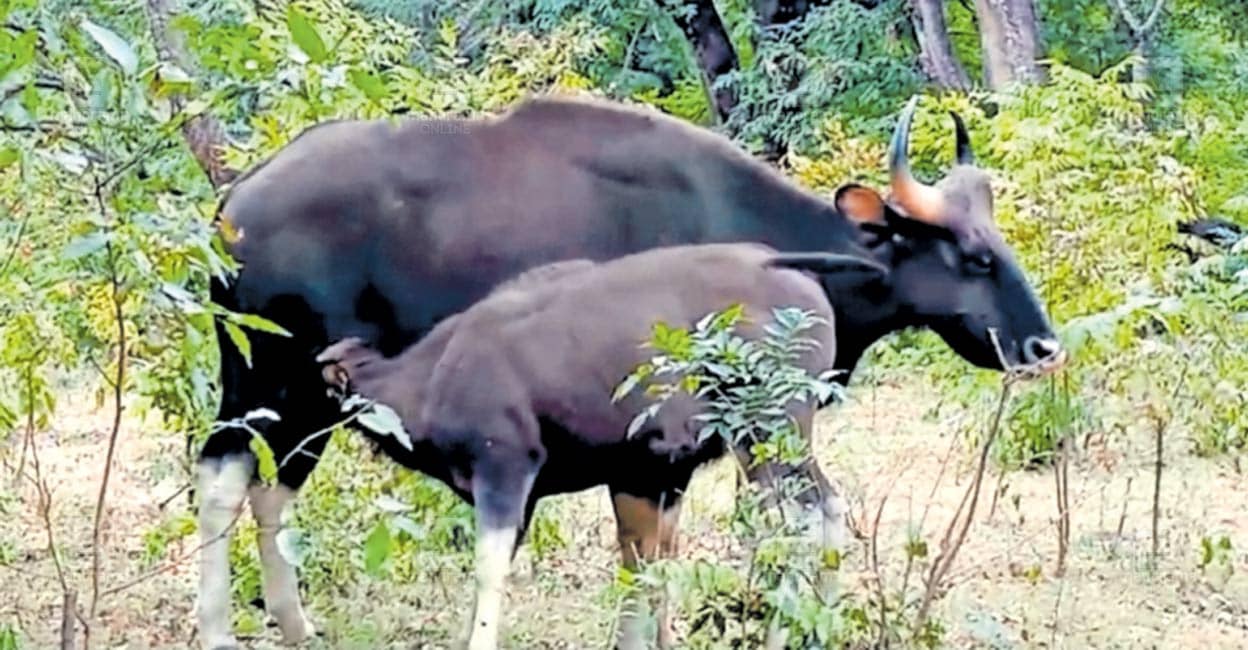 marayoor-wild-animal-attacks.jpg