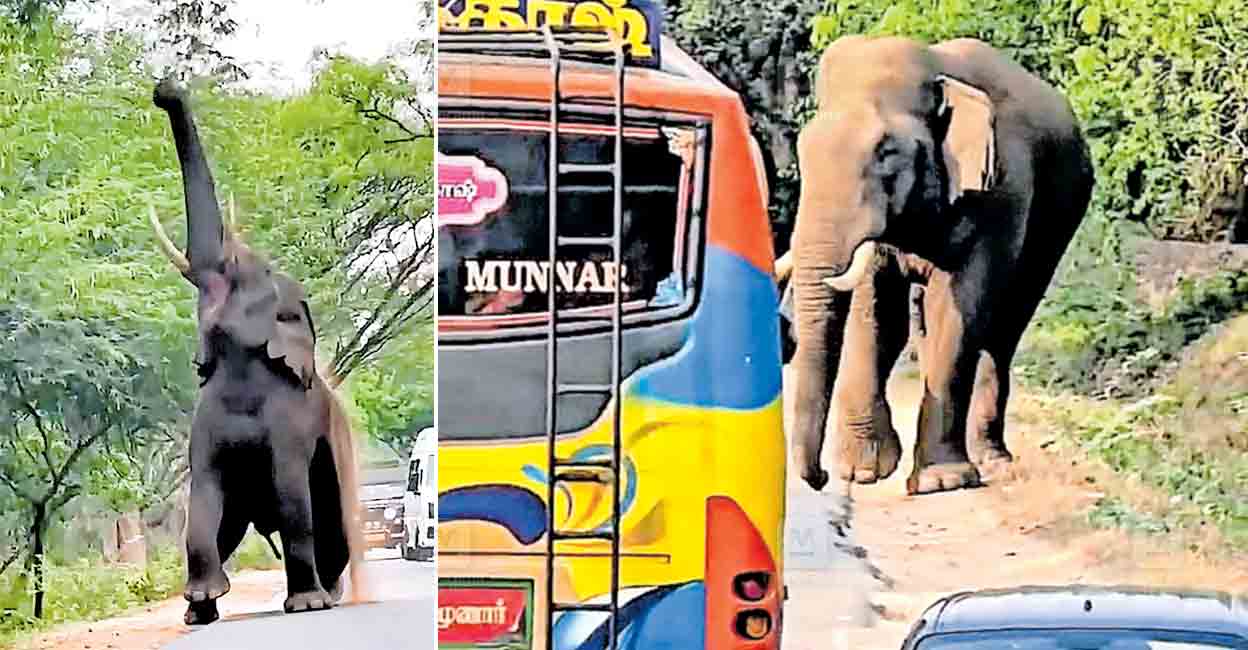marayoor-wild-elephant-.jpg