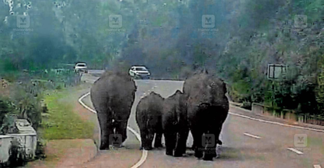 munnar-elephants-block-highway.jpg