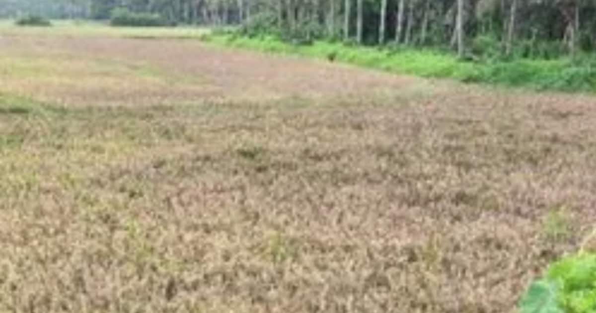 paddy-fields-_1200x630xt.jpg