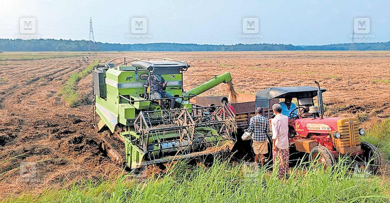 paddy-harvest.jpg