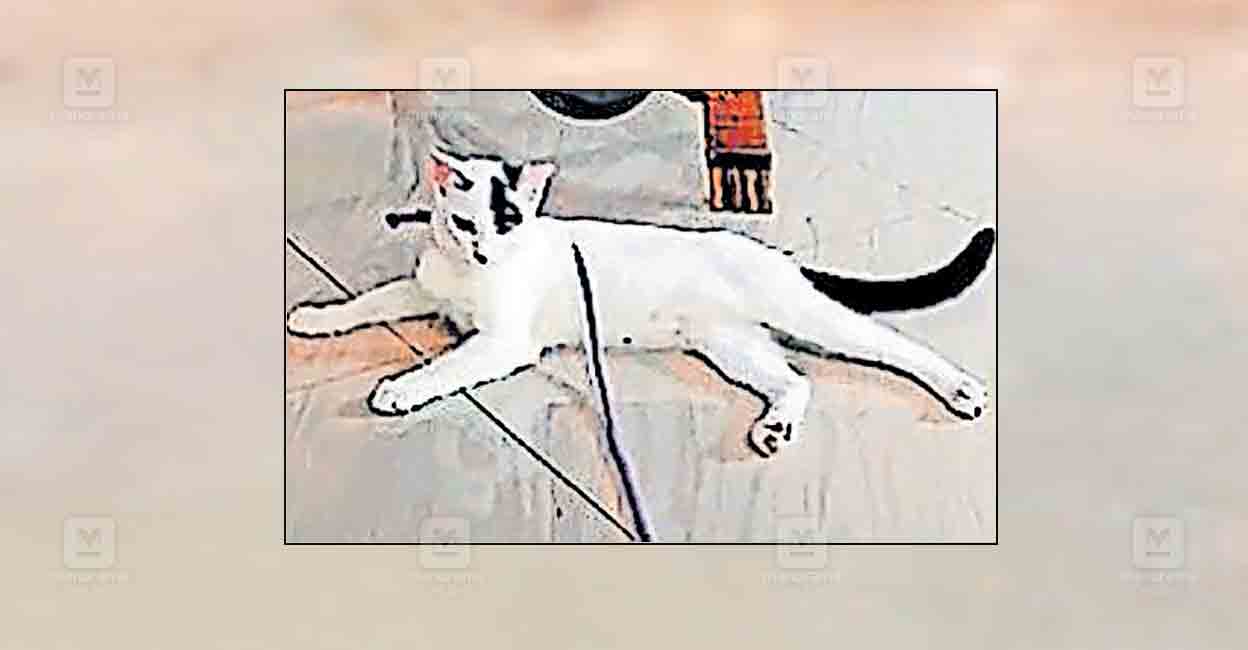 palakkad-cat-missing-1.jpg