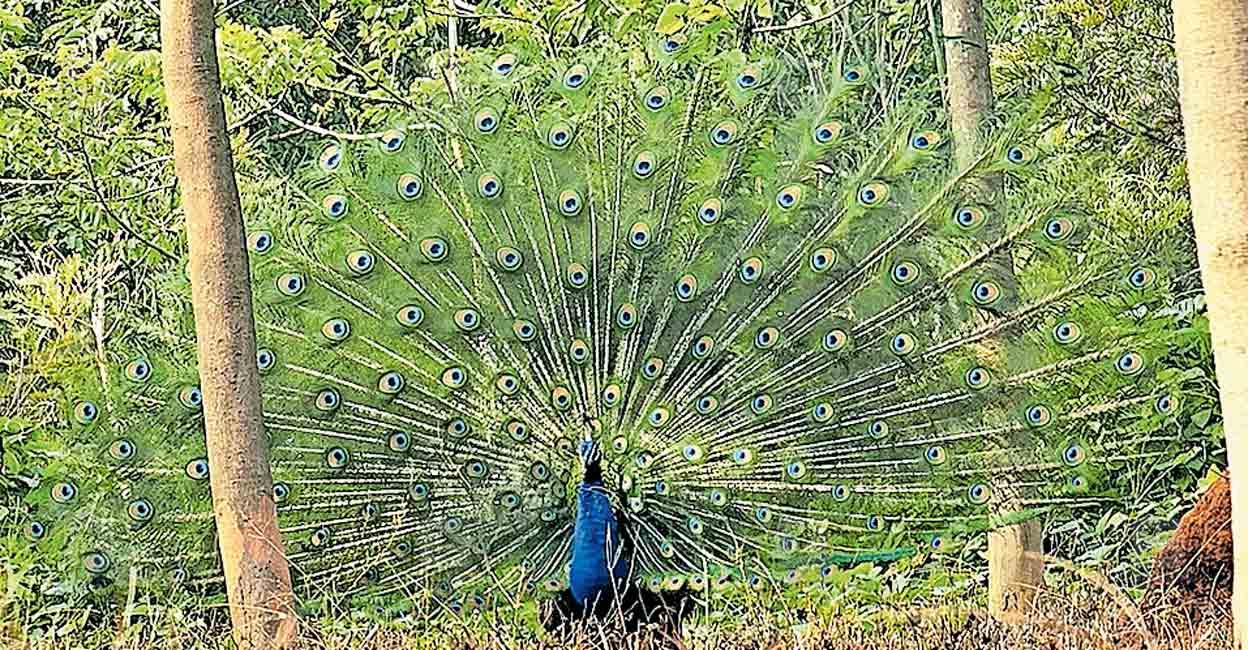 panamaram-peacock.jpg