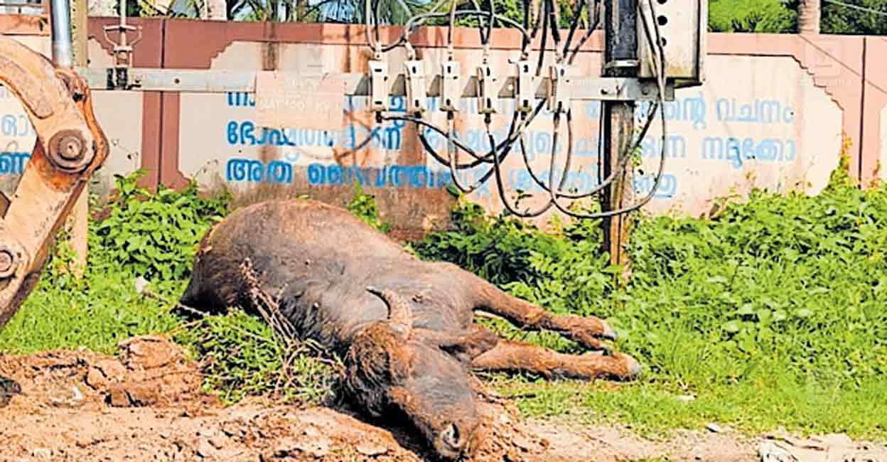 panamaram-trasformer-electric-shock-hit-ox.jpg