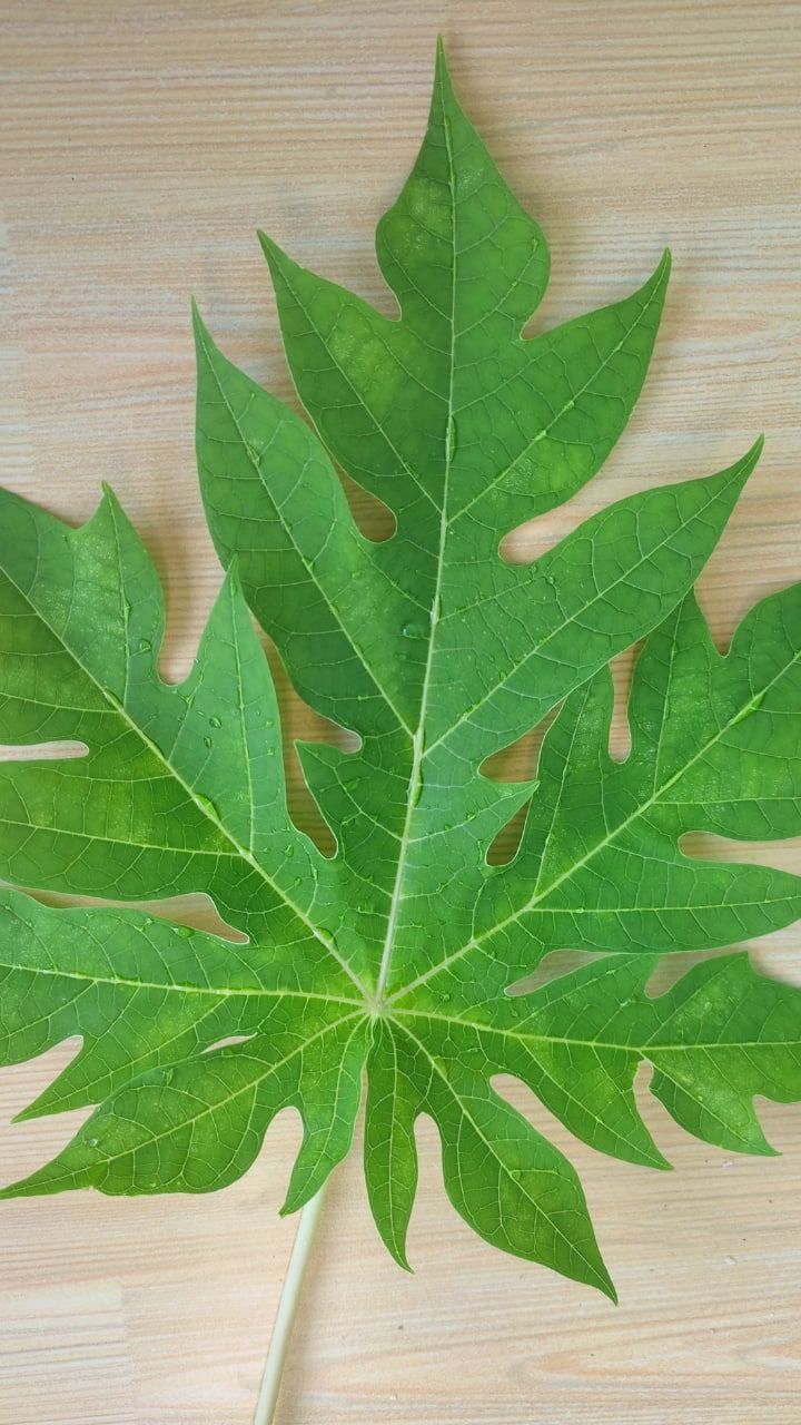 papya-leaf-2-1720517637088.jpg