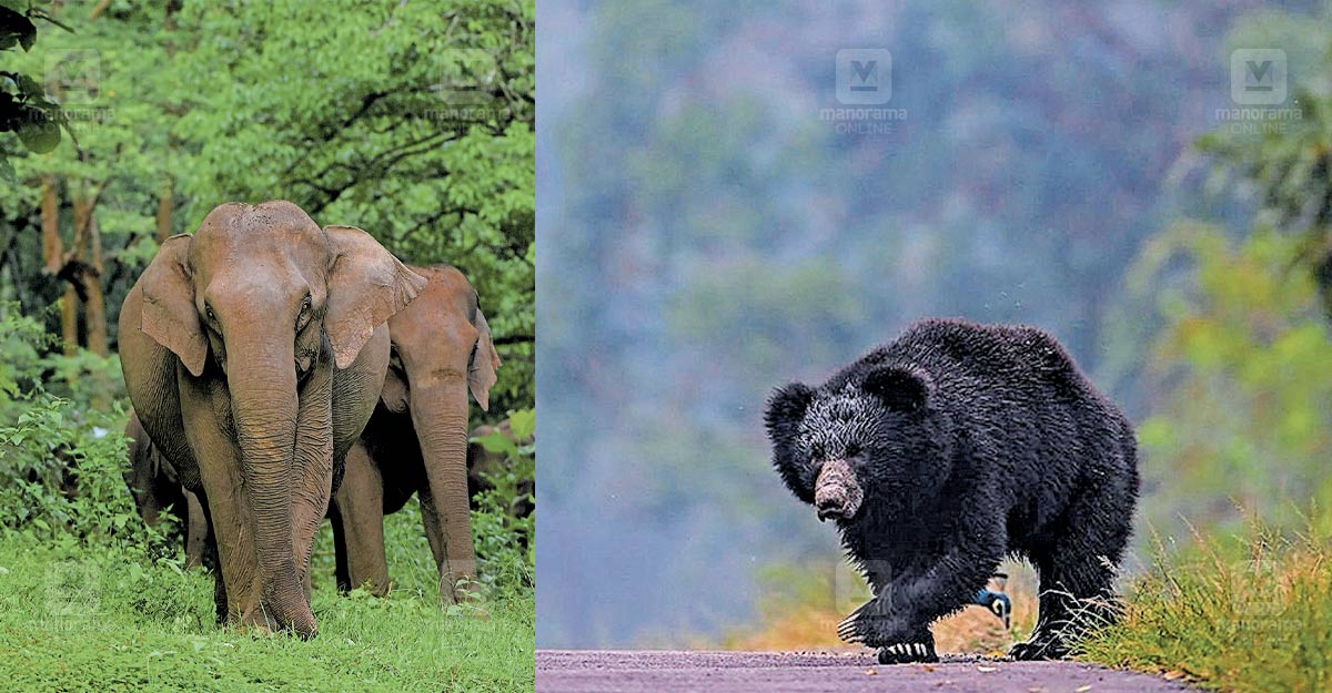 parambikulam-wildlife-sanctuary.jpg