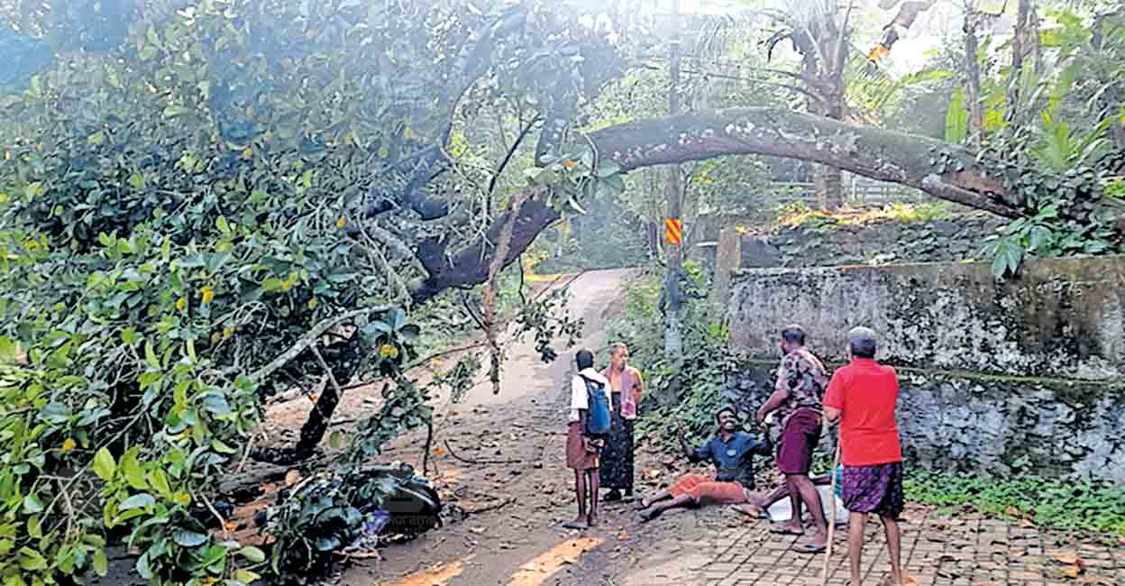 pathanamthitta-tree-fall.jpg