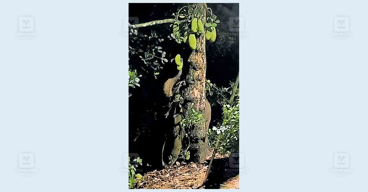 pathanmthitta-cjakakomban.jpg
