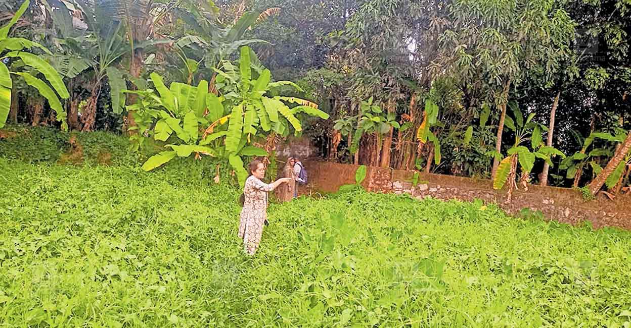 perumbavoor-land-records-error.jpg