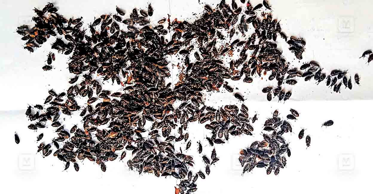 peruvanthanam-beetle-infestation.jpg
