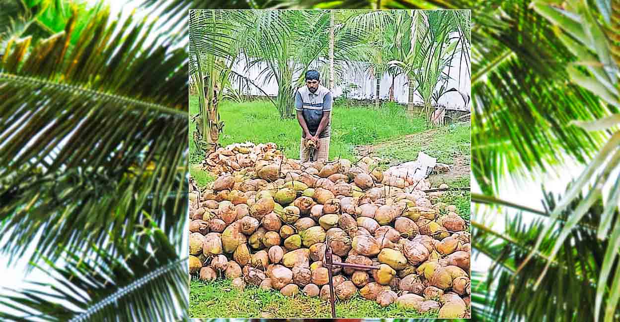pkd-coconut-price.jpg