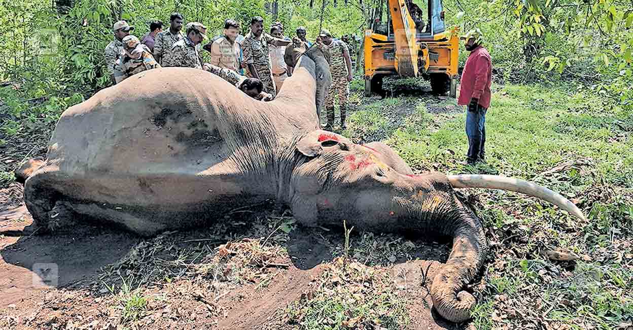 pulpally-elephant-deadbody.jpg