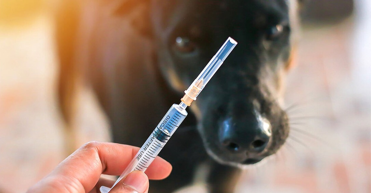 rabies-vaccine-shutterstock.jpg