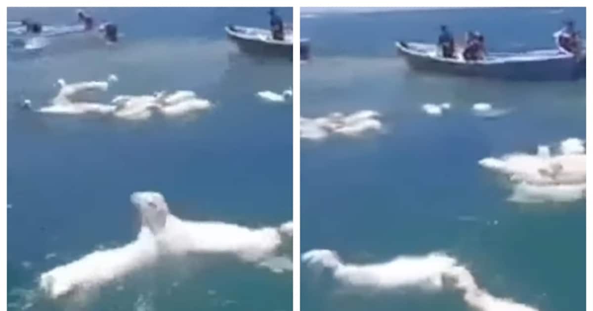 sheep-floating-in-the-red-sea_1200x630xt.jpg