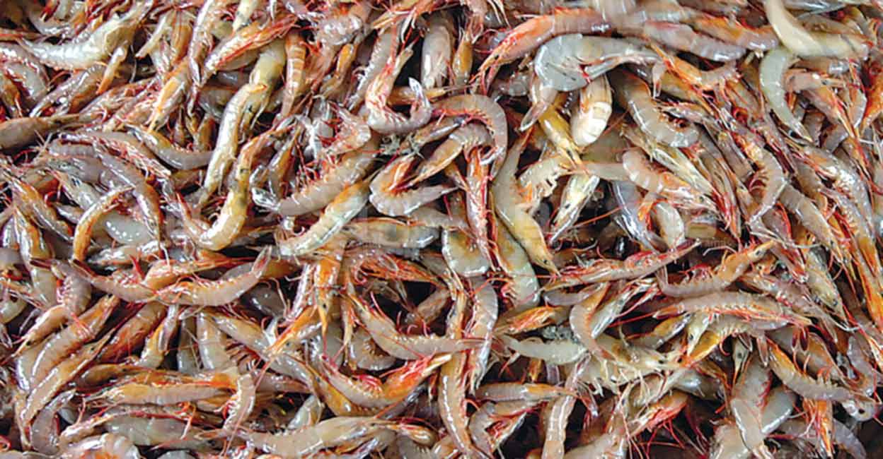 shrimp.jpg
