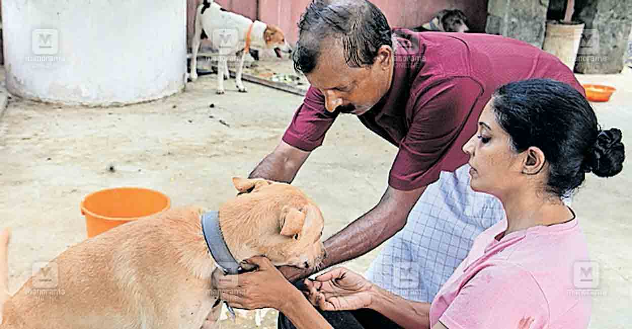 sijo-domestic-dog.jpg