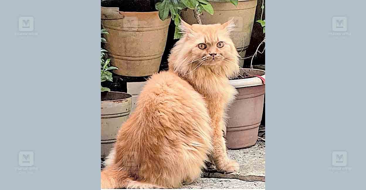 simba.jpg