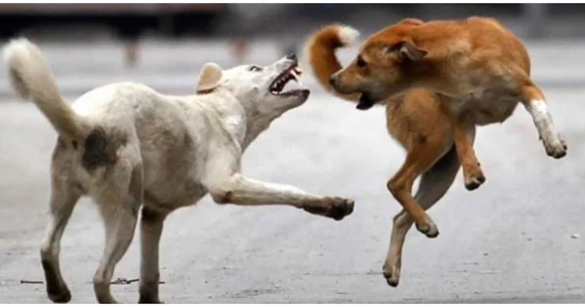 stray-dog-1-_1200x630xt.jpg