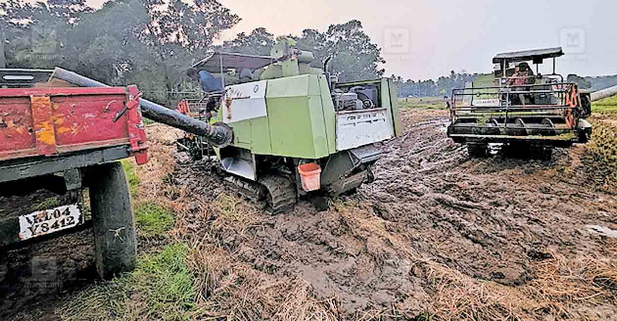 thrissur-punnayurkkulam-harvest-stopped.jpg